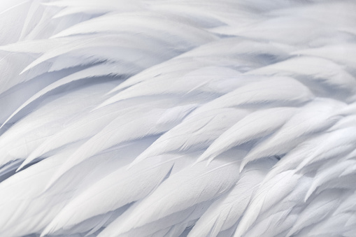 Close-up of Pelicans feather on its body (soft focus)