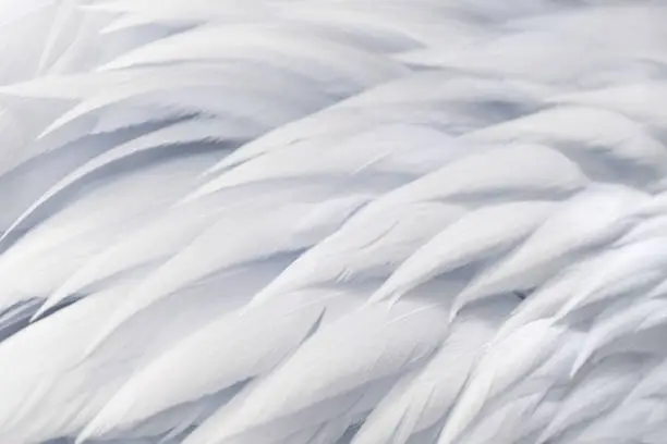 Photo of White feather
