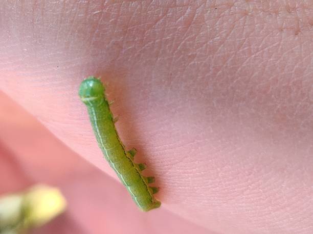 istock Catapillar in the hand 1263042067