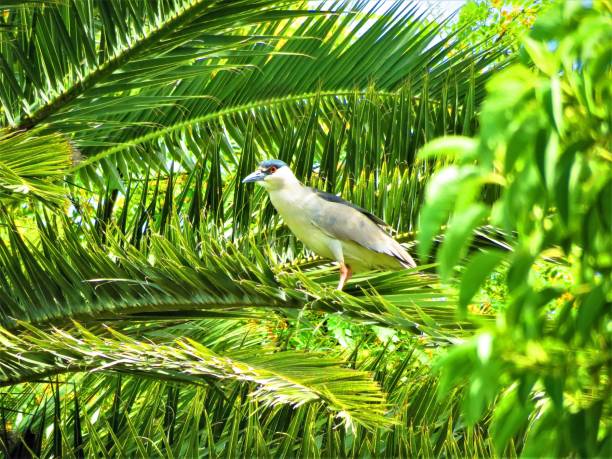 istock Black-crowned night heron (Garza bruja - Nycticorax nycticorax),or black-capped night heron. 1263042820