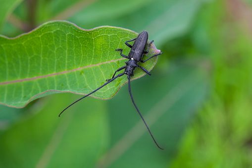 Black longhorn beetle (Monochamus scutellatus) on green leaf.