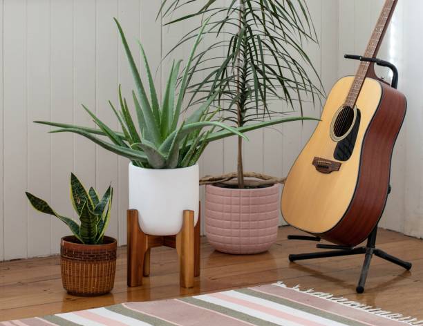 istock Potted indoor house plants and guitar 1263044363