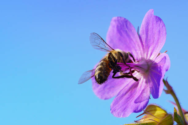 istock Honeybee collecting pollen from purple wildflower 1263044413