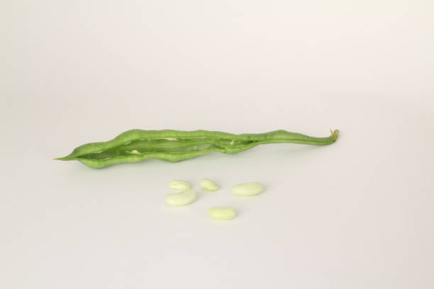 uncooked dried white haricot beans with fresh raw green beans pod plant isolated on white background. heap of legume haricot bean ( phaseolus vulgaris ) - green pea pea pod salad legume imagens e fotografias de stock