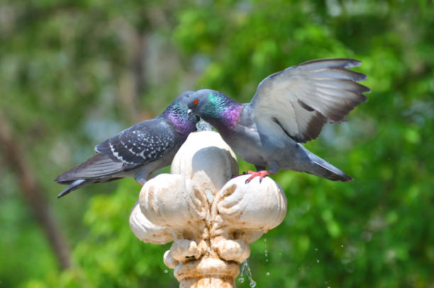 istock Dove and fountain 1263048291