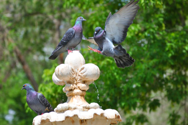 istock Dove and fountain 1263048296