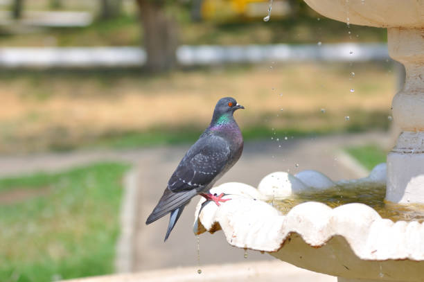 istock Dove and fountain 1263048302