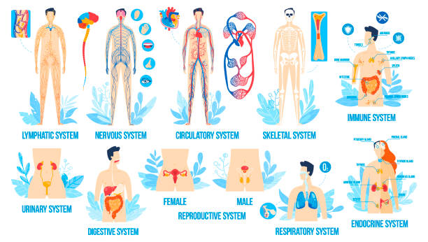 ilustrações, clipart, desenhos animados e ícones de anatomia do corpo humano, conjunto de ilustração vetorial de sistemas de órgãos, desenho animado plano interno reprodutivo lisocrino linfático sistema nervoso endocrino - human immune system