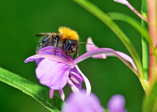 istock Bumblebee collects nectar from flowers. 1263048901