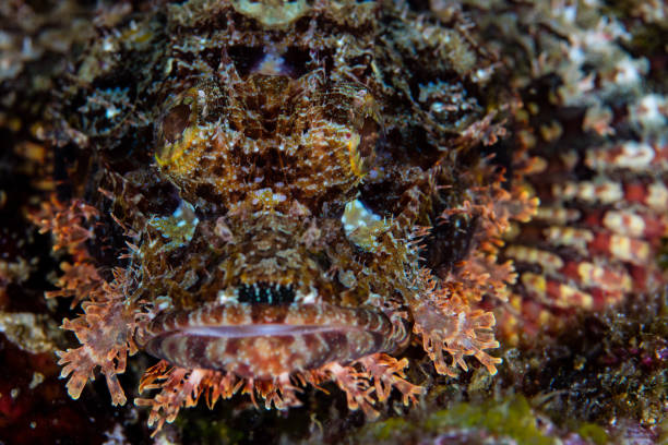 istock Tasseled Scorpionfish on Reef 1263051344