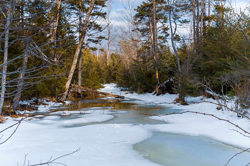 A freshly fallen snow transforms a rural woodland in Nova Scotia, Canada into a magical realm of wonder.