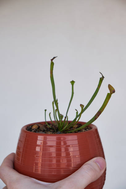 a carnivorous sarracenia plant in a self-watering pot holding with a hand