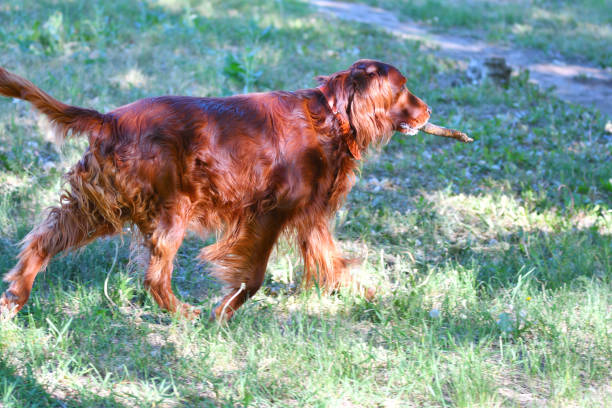 istock Dog breed Irish Red setter 1263053563