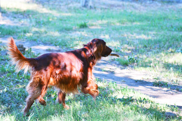 istock Dog breed Irish Red setter 1263053564