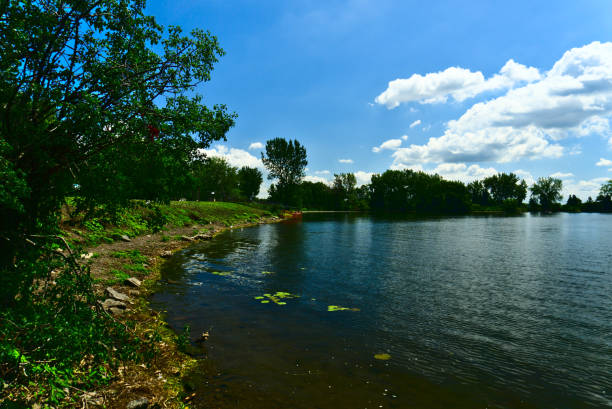 A view of a river bank with many trees and grace with a background of blue sky with clouds in a summer sunny day stock photo