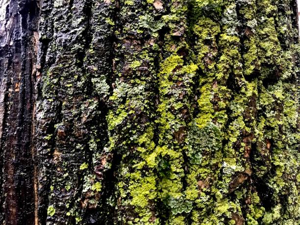 istock green moss and lichen on a wet tree 1263057965