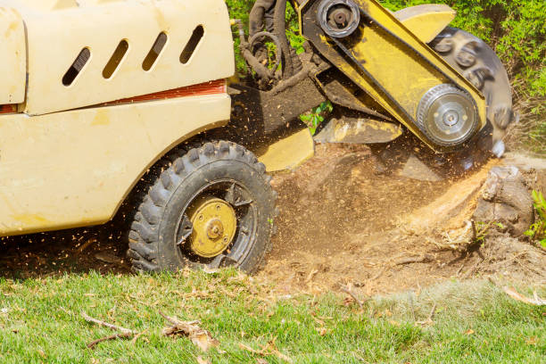 istock A stump is shredded with removal, grinding in the stumps and roots into small chips 1263058692