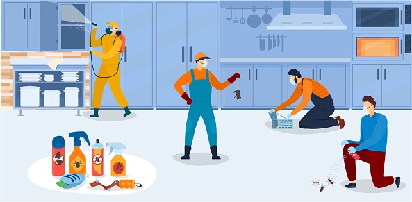 Disinfection in kitchen, workers of pest control service in uniform sanitary processing of kitchen with insecticide chemical sprays vector illustration. Insects and rodents pest control exterminators.