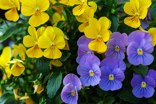 bright yellow and violet pansy flowers close up