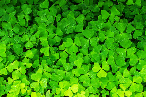 istock bright green clover background, vibrant botanical texture 1263061029