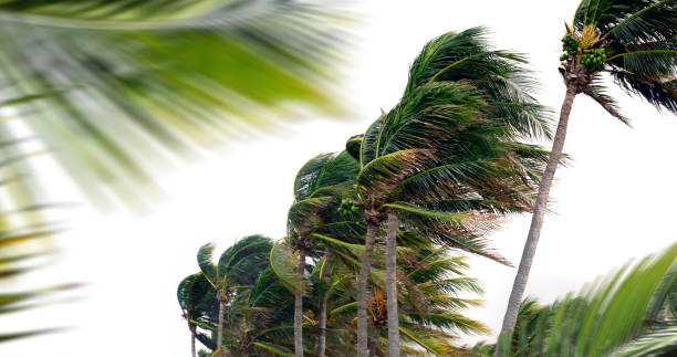 istock Tropical storm and palm trees over white 1263061590