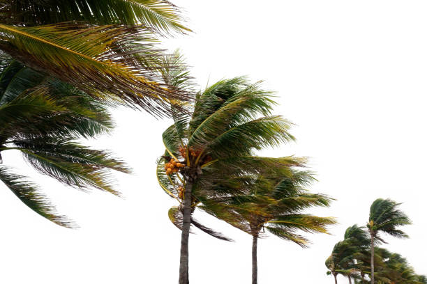 istock Tropical storm and palm trees over white 1263061654
