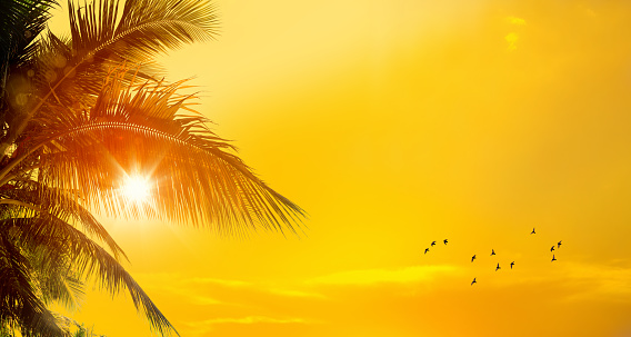 Close up coconut palm tree leaves and flying birds over sunny orange color sunset sky with sunbeam in Florida, USA