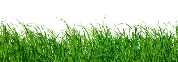 istock frame background with realistic green grass isolated on white background 1263062492