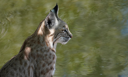 A beautiful young Bobcat sits quietly by a small pond.