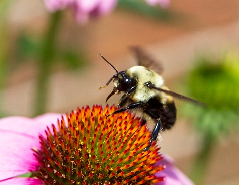 Bumblebee taking to flight from a cone flower.