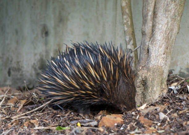 крупным планом фото echidna копать для муравьев в саду - anteater animal nose animal ant стоковые фото и изображения