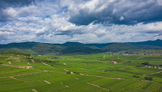 Vineyards fields near Colmar in Alsace France Aerial view