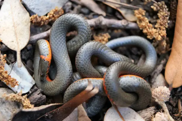 Photo of Pacific ring-necked snake