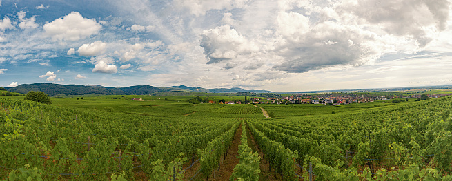 Vineyards fields in summer in Alsace France
