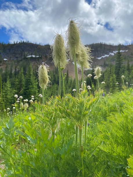 western pasque flower - north cascades national park mountain flower wildflower imagens e fotografias de stock