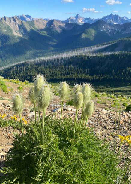 western pasque flower - north cascades national park mountain flower wildflower imagens e fotografias de stock