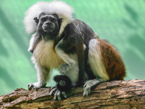 A mother Cotton-top Tamarin carrying baby on her back. Native to Columbia in South America, these \