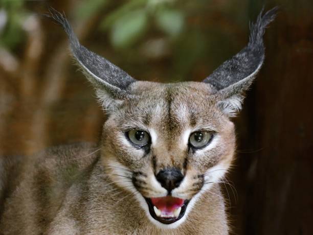 The Slender Caracal Akumal Animal Sanctuary is home to more than 250 rescued specimens from 55 different species. For several reasons, the vast majority of these animals cannot be re-introduced into their natural environment, and therefore have to remain under human protection. caracal photos stock pictures, royalty-free photos & images