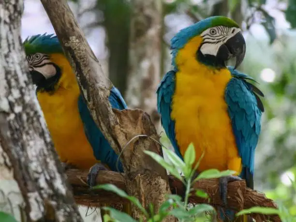 Two blue-and-yellow macaws. Akumal Animal Sanctuary is home to more than 250 rescued specimens from 55 different species. For several reasons, the vast majority of these animals cannot be re-introduced into their natural environment, and therefore have to remain under human protection.
