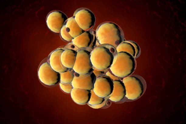 istock A cluster of Fat cells 1263069664