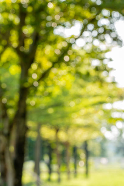 istock Abstract blurred of the tree. 1263070993