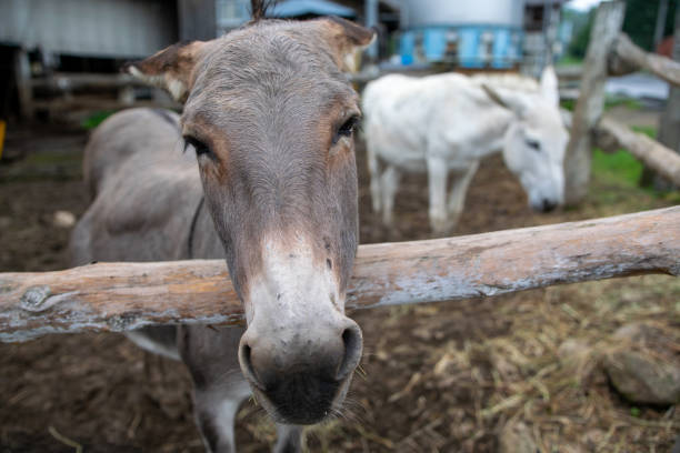 istock Close up of a donkey 1263071546
