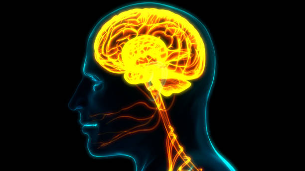 istock Central Organ of Human Nervous System Brain Anatomy 1263072673