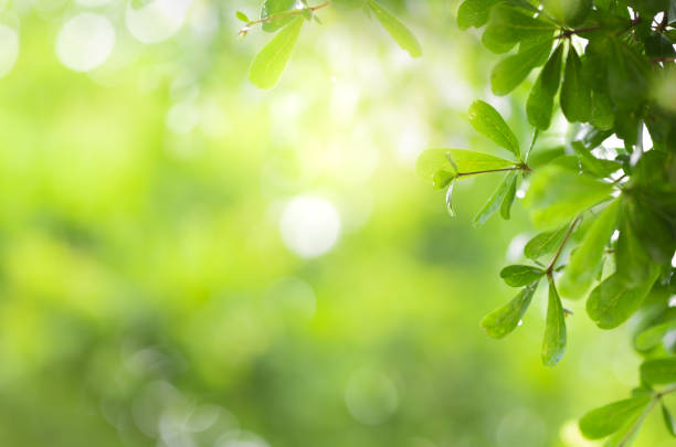 istock Close up view of green leaf on greenery blurred background and sunlight  in garden using for natural green plant ,ecology and copy space for wallpaper and backdrop. 1263072796
