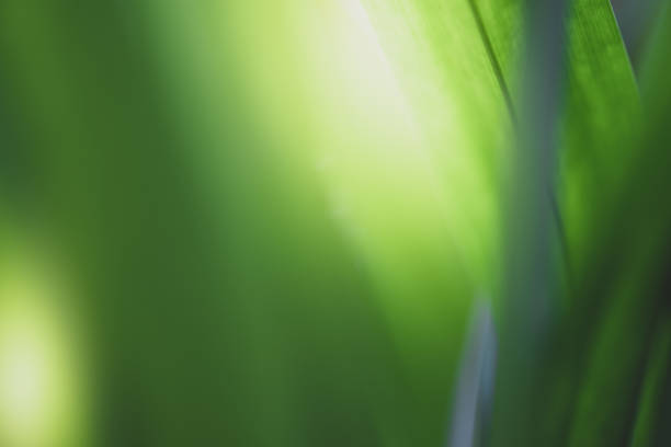 istock Close up view of green leaf on greenery blurred background and sunlight  in garden using for natural green plant ,ecology and copy space for wallpaper and backdrop. 1263073913