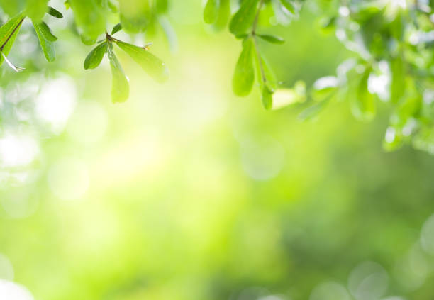 istock Close up view of green leaf on greenery blurred background and sunlight  in garden using for natural green plant ,ecology and copy space for wallpaper and backdrop. 1263074082