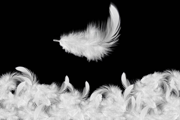 istock Light fluffy a white feathers falling down in the air, Feather abstract on black background. 1263075773