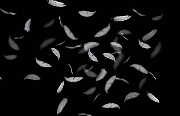 istock Group of a white feathers bird floating in the dark.  Feather abstract background on black background 1263076083
