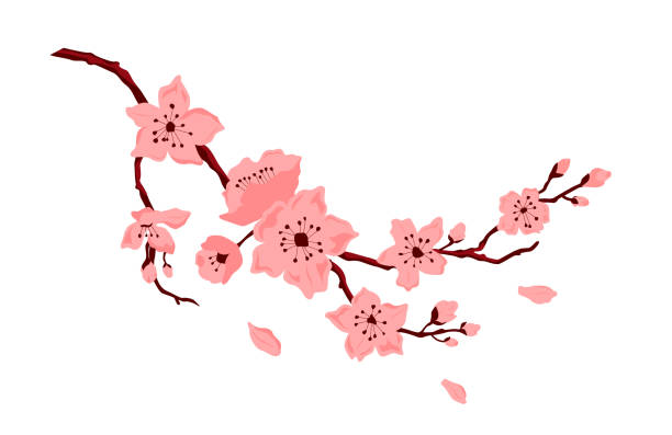 sakura blüte. kirschzweig mit blumen und knospe. blütenblätter fallen. - sakura stock-grafiken, -clipart, -cartoons und -symbole