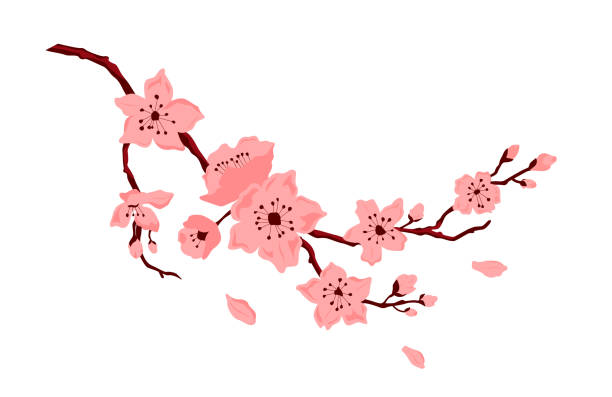 цветение сакуры. ветка вишни с цветами и бутоном. лепестки падают. - sakura stock illustrations